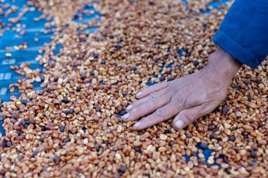 Farmers sort rotten and fresh coffee beans before drying. traditional coffee-making process. The Coffee production, natural sun dry of honey process