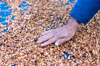 Farmers sort rotten and fresh coffee beans before drying. traditional coffee-making process. The Coffee production, natural sun dry of honey process
