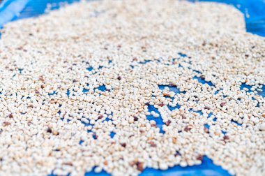 Farmers sort rotten and fresh coffee beans before drying. traditional coffee-making process. The Coffee production, natural sun dry of honey process