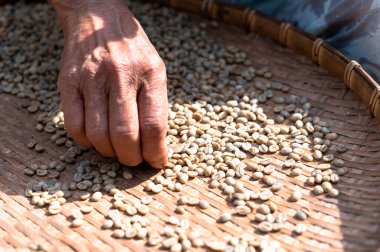 Farmers sort rotten and fresh coffee beans before drying. traditional coffee-making process. The Coffee production, natural sun dry of honey process, at the north of Thailand.