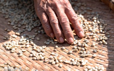 Farmers sort rotten and fresh coffee beans before drying. traditional coffee-making process. The Coffee production, natural sun dry of honey process, at the north of Thailand.