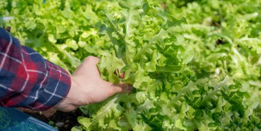 Bahçedeki organik bir çiftlikten taze sebzeler taşıyan kadın eli. Hidrofonik bitki hasadı ve sağlıklı organik gıda konsepti için..