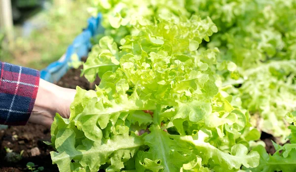 Primer Plano Mano Femenina Sosteniendo Verduras Frescas Lechuga Verde Una —  Fotos de Stock