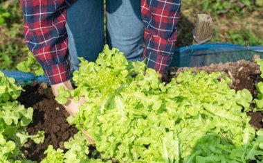 Bahçedeki organik bir çiftlikten taze sebzeler taşıyan kadın eli. Hidrofonik bitki hasadı ve sağlıklı organik gıda konsepti için..