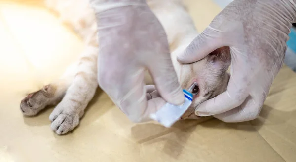 stock image The cat eye examination and drip drug into the eye. intervention in veterinary clinic, preparing to sterilization. 