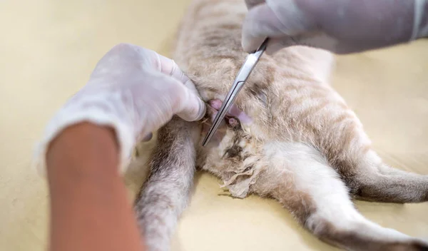 Médicos Veterinarios Recortaron Piel Gato Mientras Que Las Médicas Preparan — Foto de Stock