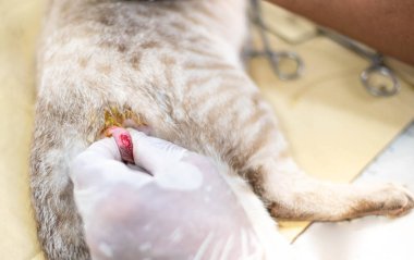 Eldivenli bir veterinerin elleri bir kedinin testislerini tutuyor ve kesiyor..