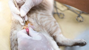 Eldivenli bir veterinerin elleri bir kedinin testislerini tutuyor ve kesiyor..