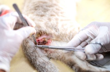 Eldivenli bir veterinerin elleri bir kedinin testislerini tutuyor ve kesiyor..