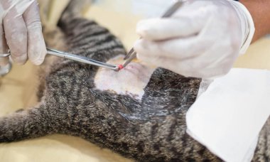 Eldivenleri tutan ve kedinin testislerini kesen bir veterinerin elleri..