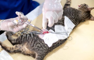 Eldivenleri tutan ve kedinin testislerini kesen bir veterinerin elleri..