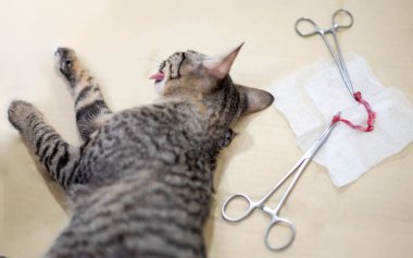 Kedi sterilizasyonu için evcil hayvan kliniğindeki anestezi sırasında kedi bilinçsiz bir şekilde masada yatıyordu. Veterinerlik kavramı.