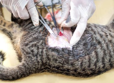Eldivenleri tutan ve kedinin testislerini kesen bir veterinerin elleri..