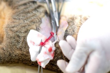 Eldivenleri tutan ve kedinin testislerini kesen bir veterinerin elleri..