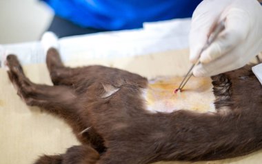 Eldivenleri tutan ve kedinin testislerini kesen bir veterinerin elleri..