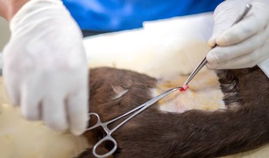 Eldivenleri tutan ve kedinin testislerini kesen bir veterinerin elleri..