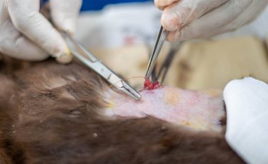 Eldivenleri tutan ve kedinin testislerini kesen bir veterinerin elleri..