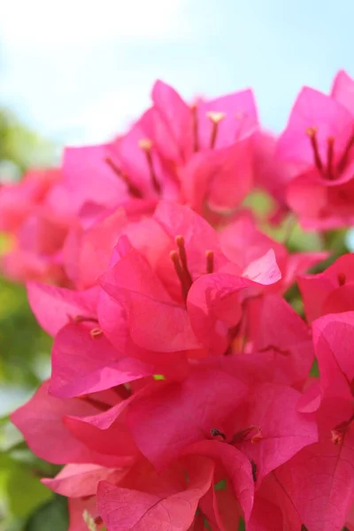 Flor Bougainvillea Vermelha Jardim — Fotografia de Stock