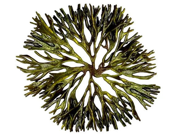 Codium Fragile Seaweed Shaped Clip Art Isolated White Background — Stock Photo, Image
