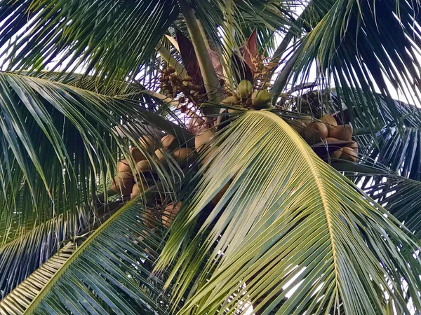 Coconut palm tree with ripe fruits, contrasting view of crown from below against the sky.