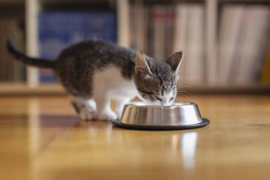 Oturma odasının zeminine yerleştirilmiş bir kaseden süt yalayan güzel bir kedi yavrusu.