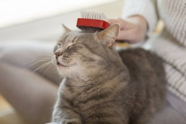 Tekir kedi sahibinin kucağında yatıyor ve fırçalarken ve taranırken eğleniyor. Seçici odak