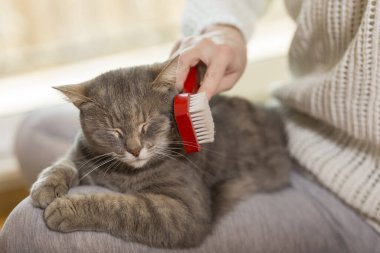 Tekir kedi sahibinin kucağında yatıyor ve fırçalarken ve taranırken eğleniyor. Seçici odak