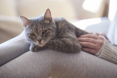 Kıllı tekir kedi sahibinin kucağında yatıyor, sarılmaktan ve mırıldanmaktan zevk alıyor. Seçici odak