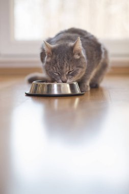 Güzel tekir kedi yemek kasesinin yanında oturuyor, oturma odasının penceresinin yanına yerleştiriliyor ve yemek yiyor..