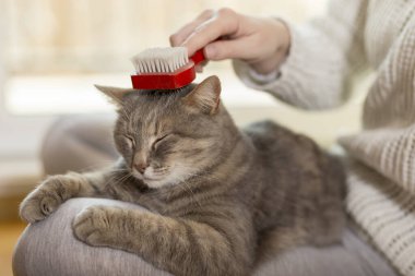 Tekir kedi sahibinin kucağında yatıyor ve fırçalarken ve taranırken eğleniyor. Seçici odak