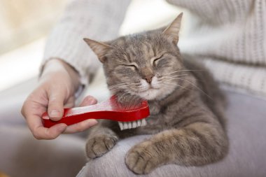 Tekir kedi sahibinin kucağında yatıyor ve fırçalarken ve taranırken eğleniyor. Seçici odak