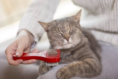 Tekir kedi sahibinin kucağında yatıyor ve fırçalarken ve taranırken eğleniyor. Seçici odak