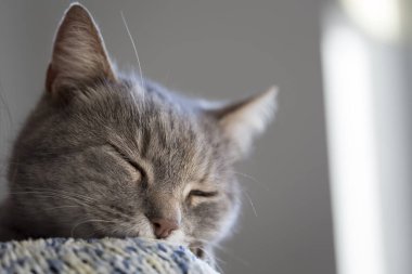 Güzel, yumuşak bir tekir kedinin, sahibinin omzunda yatıp mırıldanmasının ayrıntıları. Seçici odak