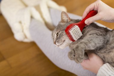 Tekir kedi sahibinin kucağında yatıyor ve fırçalarken ve taranırken eğleniyor. Seçici odak