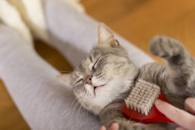 Tekir kedi sahibinin kucağında yatıyor ve fırçalarken ve taranırken eğleniyor. Seçici odak