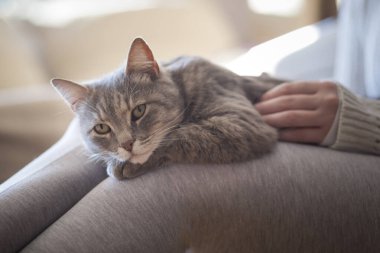 Kıllı tekir kedi sahibinin kucağında yatıyor, sarılmaktan ve mırıldanmaktan zevk alıyor. Seçici odak