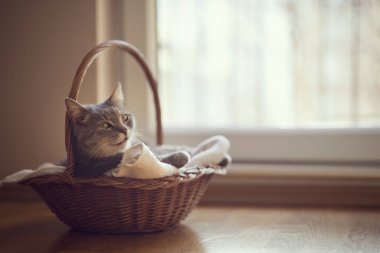 Güzel tekir kedi battaniyesinin üzerinde bir sepetin içinde oturma odasının penceresinin yanında yatıyor. Seçici odak