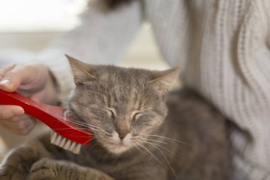 Tekir kedi sahibinin kucağında yatıyor ve fırçalarken ve taranırken eğleniyor. Seçici odak