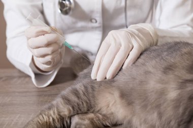 Veterinerin ofisindeki masada yatan bir tekir kedinin kuduz aşısı ile ilgili detaylar.