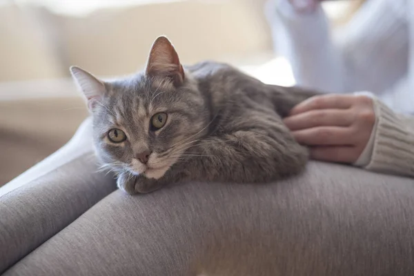 Futrzasty Kot Leżący Kolanach Właściciela Cieszący Się Przytulaniem Mruczeniem — Zdjęcie stockowe