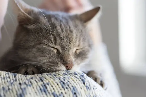 Szczegóły Piękny Miękki Kot Tabby Leżący Ramieniu Właściciela Mruczenie Skupienie — Zdjęcie stockowe