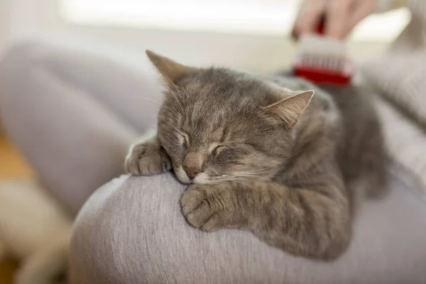 タビー猫は飼い主の膝に横たわり ブラシをかけられ 寝ている間に楽しんでいます 選択的なフォーカス — ストック写真