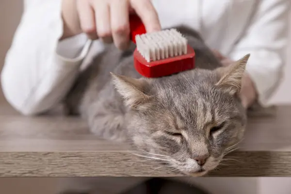Tabby Kot Leżący Stole Salonie Fryzjerskim Kotów Podczas Szczotkowania Czesania — Zdjęcie stockowe