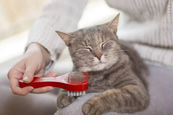 Tekir Kedi Sahibinin Kucağında Yatıyor Fırçalarken Taranırken Eğleniyor Seçici Odak — Stok fotoğraf