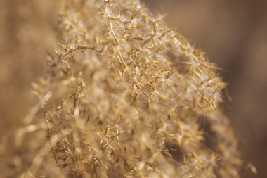 Sonbaharın makro ayrıntıları Çin gümüşi otlarının çiçek açan çalıları ya da Miscanthus sinensis 