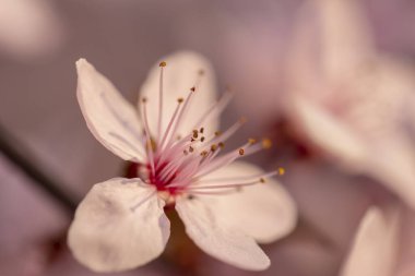 Fotokopi alanı olan bahar çiçeği arkaplanı; güzel güneş ışığı açan ağaç dalı ayrıntıları