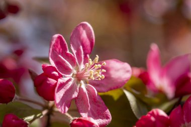 Fotokopi alanı olan bahar çiçeği arkaplanı; güzel güneş ışığı açan ağaç dalı ayrıntıları