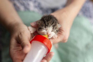 Yeni doğmuş yetim bir Kittlen 'ı elinde tutan kadın eller, bebek kedi mamasıyla besliyor.