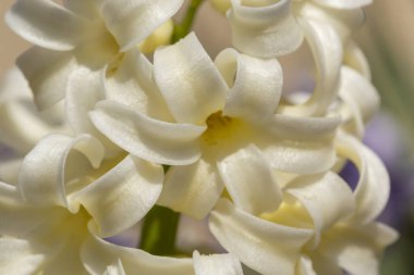 Bahçede yetişen güzel beyaz sümbül çiçeklerinin ayrıntıları.