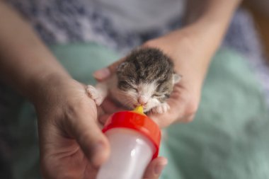 Bir kadın yeni doğmuş bir öksüzü besliyor ve kucağında tutuyor.